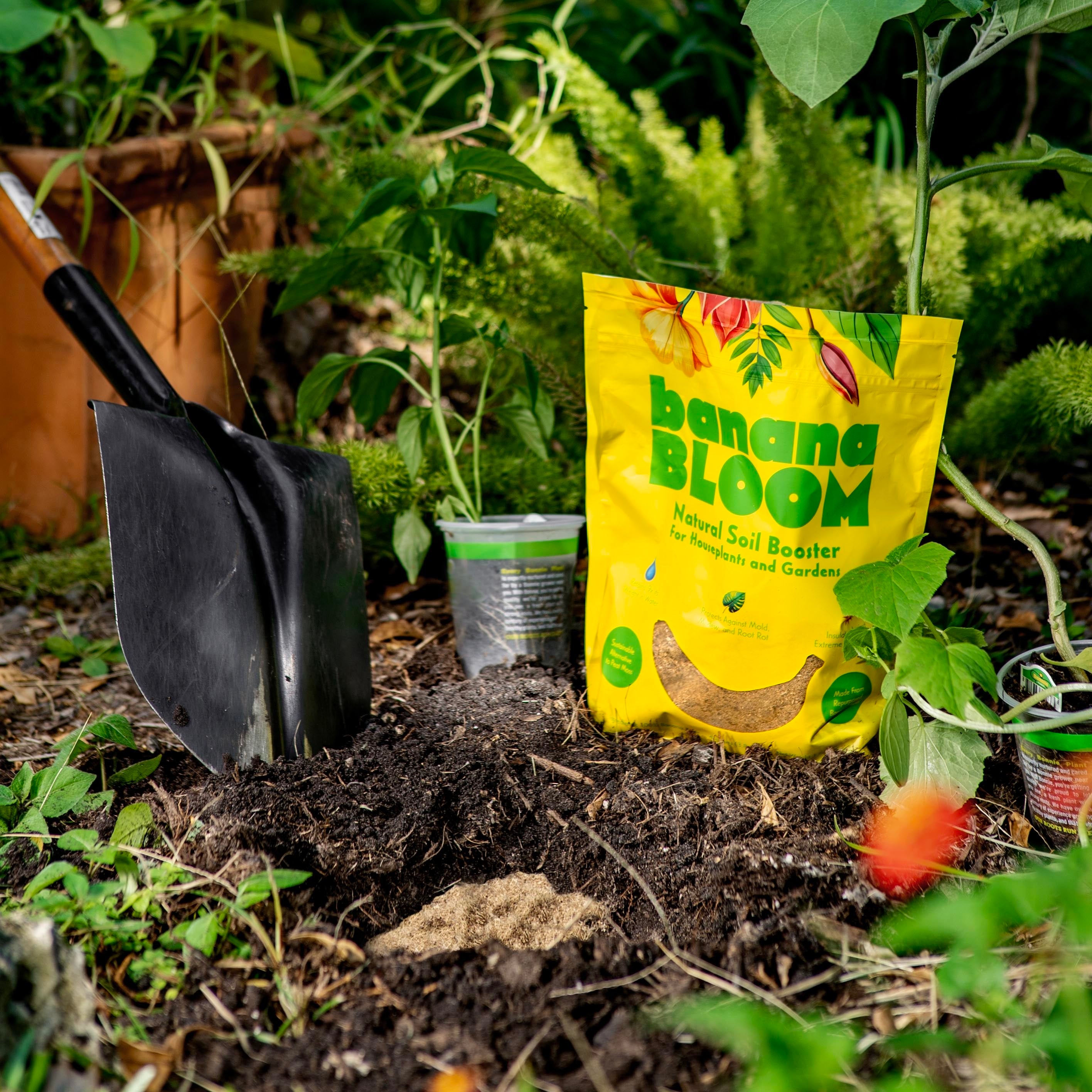 Banana Bloom
