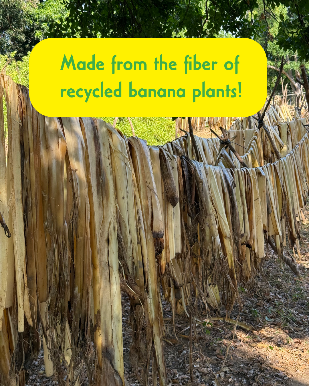 Banana Bloom